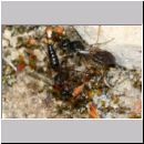 Smicromyrme rufipes - Rotbeinige Spinnenameise 05d 5-9mm Paarung.jpg